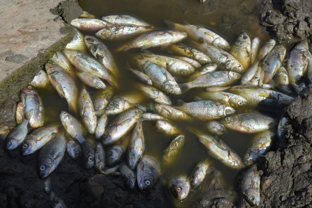 Kırklareli'nde gölete hayvan atığı bırakan çiftliğe 96 bin 525 lira ceza yazıldı