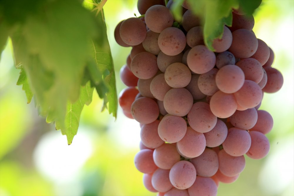 Kırklareli bağcılıkta eski günlerine dönmek istiyor