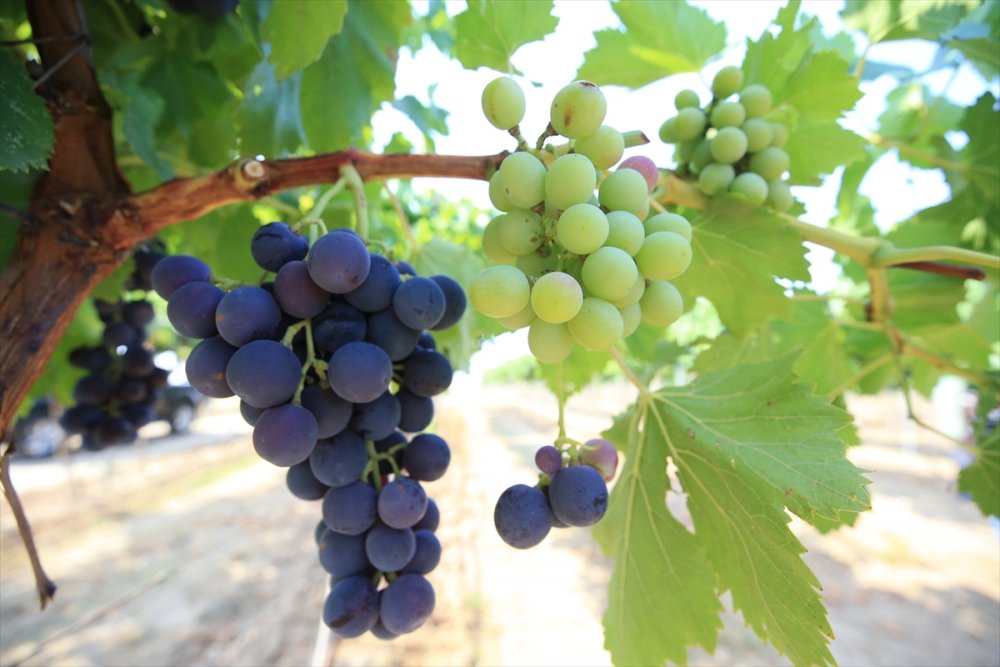 Kırklareli bağcılıkta eski günlerine dönmek istiyor