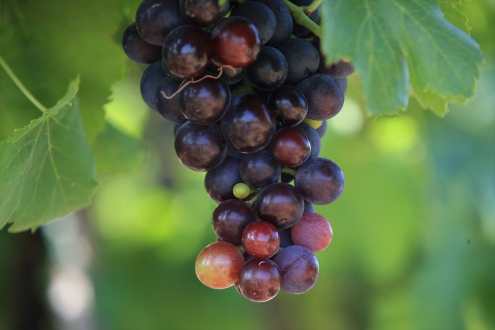 Kırklareli bağcılıkta eski günlerine dönmek istiyor
