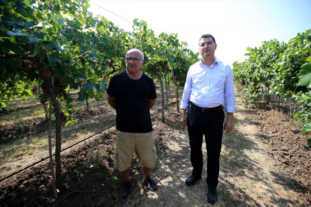 Kırklareli bağcılıkta eski günlerine dönmek istiyor