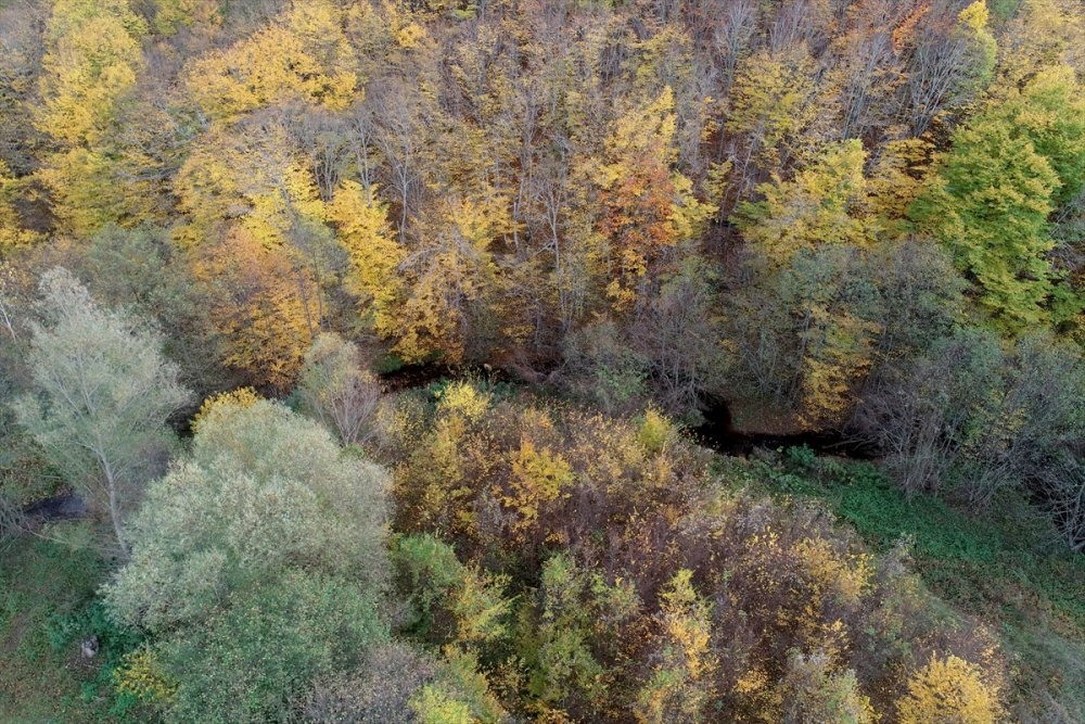 Kırklareli'ndeki Istranca ormanları güz renklerine büründü