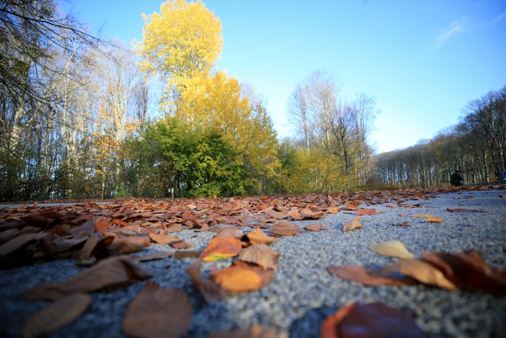 Kırklareli'ndeki Istranca ormanları güz renklerine büründü