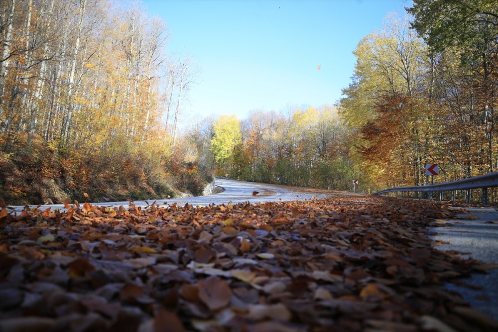 Kırklareli'ndeki Istranca ormanları güz renklerine büründü