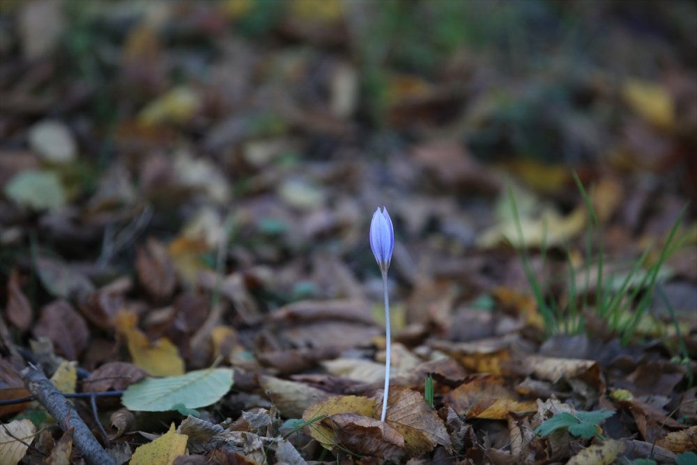 Kırklareli'ndeki Istranca ormanları güz renklerine büründü