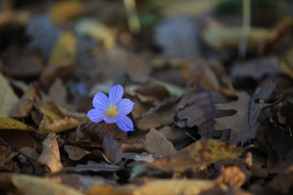 Kırklareli'ndeki Istranca ormanları güz renklerine büründü