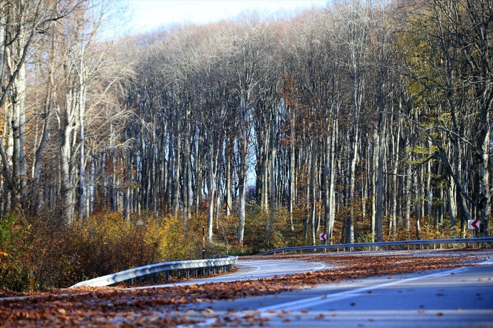 Kırklareli'ndeki Istranca ormanları güz renklerine büründü