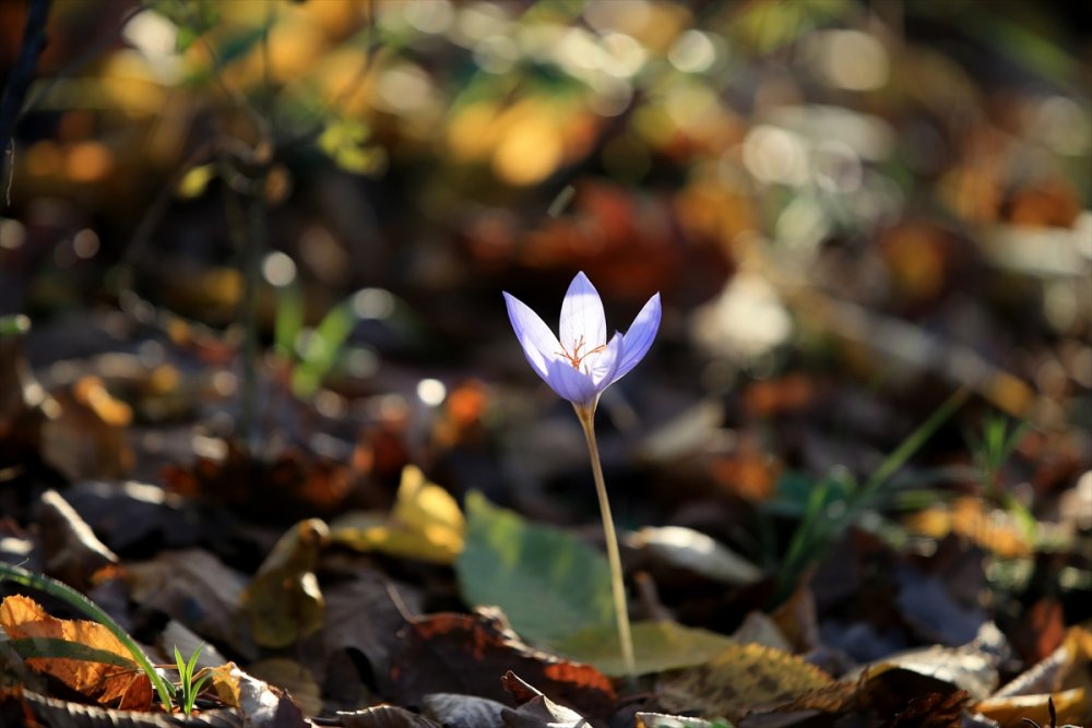 Kırklareli'ndeki Istranca ormanları güz renklerine büründü