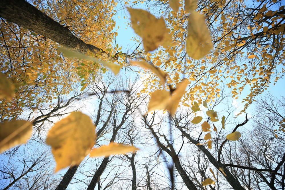 Kırklareli'ndeki Istranca ormanları güz renklerine büründü