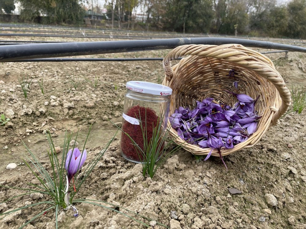 Edirne'de öğrenciler gramı 60 liradan satılan safranın hasadını yaptı