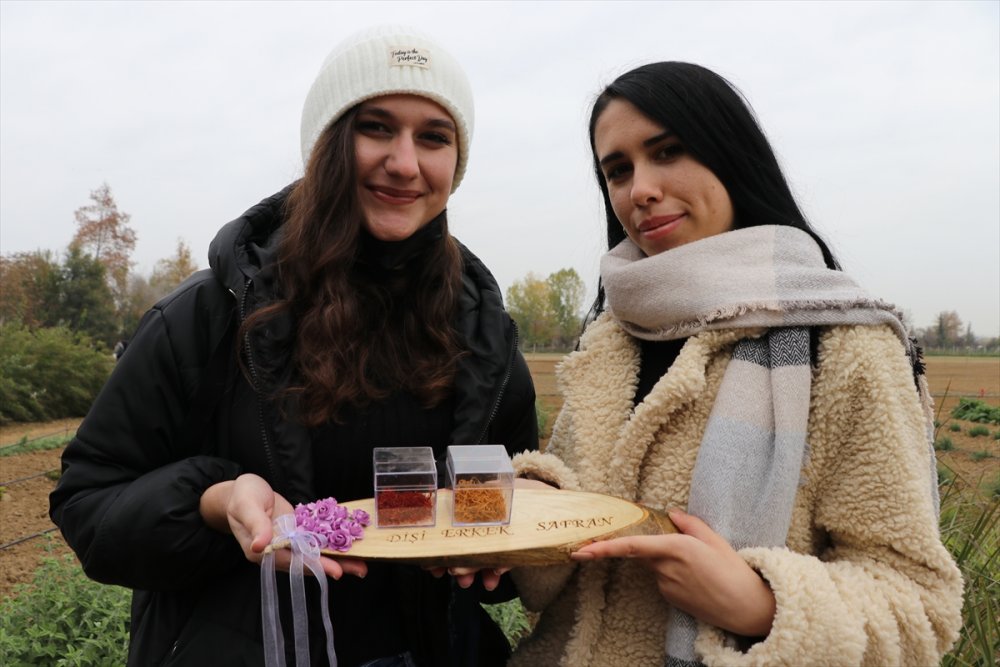 Edirne'de öğrenciler gramı 60 liradan satılan safranın hasadını yaptı