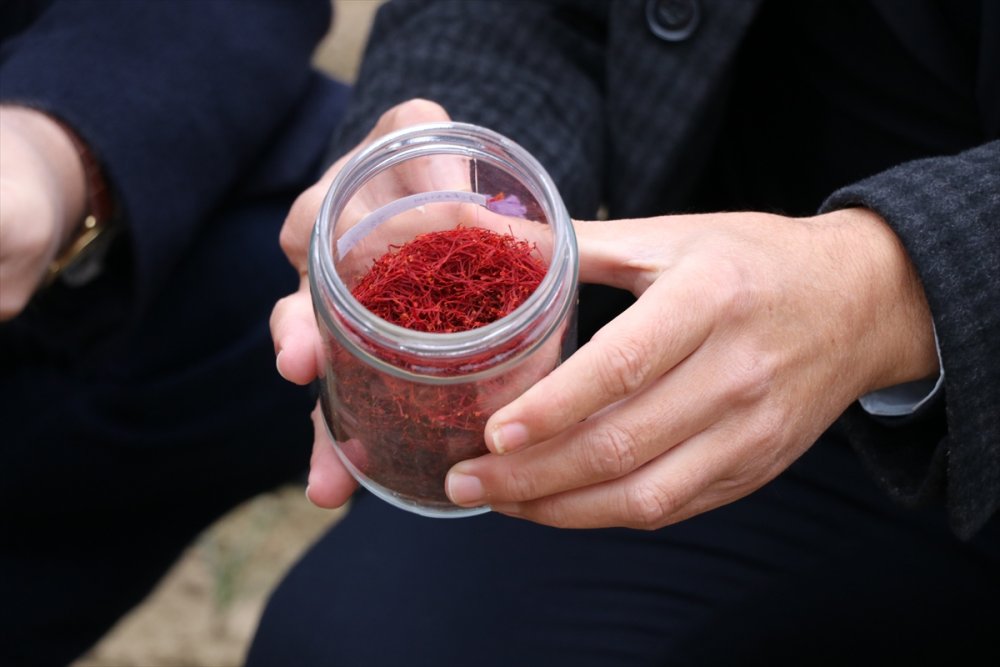 Edirne'de öğrenciler gramı 60 liradan satılan safranın hasadını yaptı