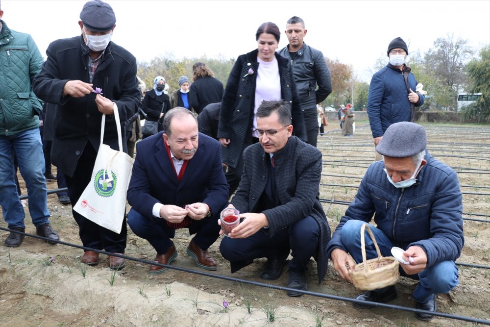 Edirne'de öğrenciler gramı 60 liradan satılan safranın hasadını yaptı