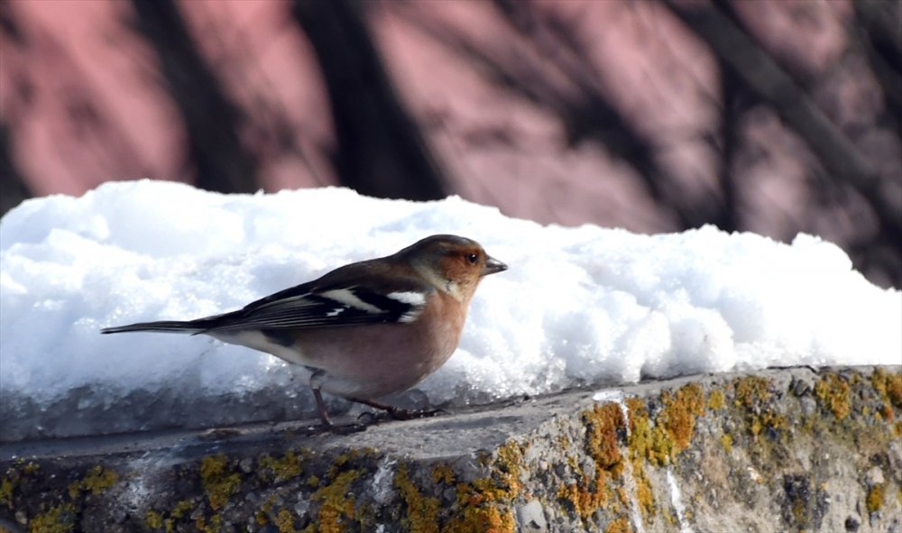 Kars'ın Sarıkamış ilçesi karla kaplandı
