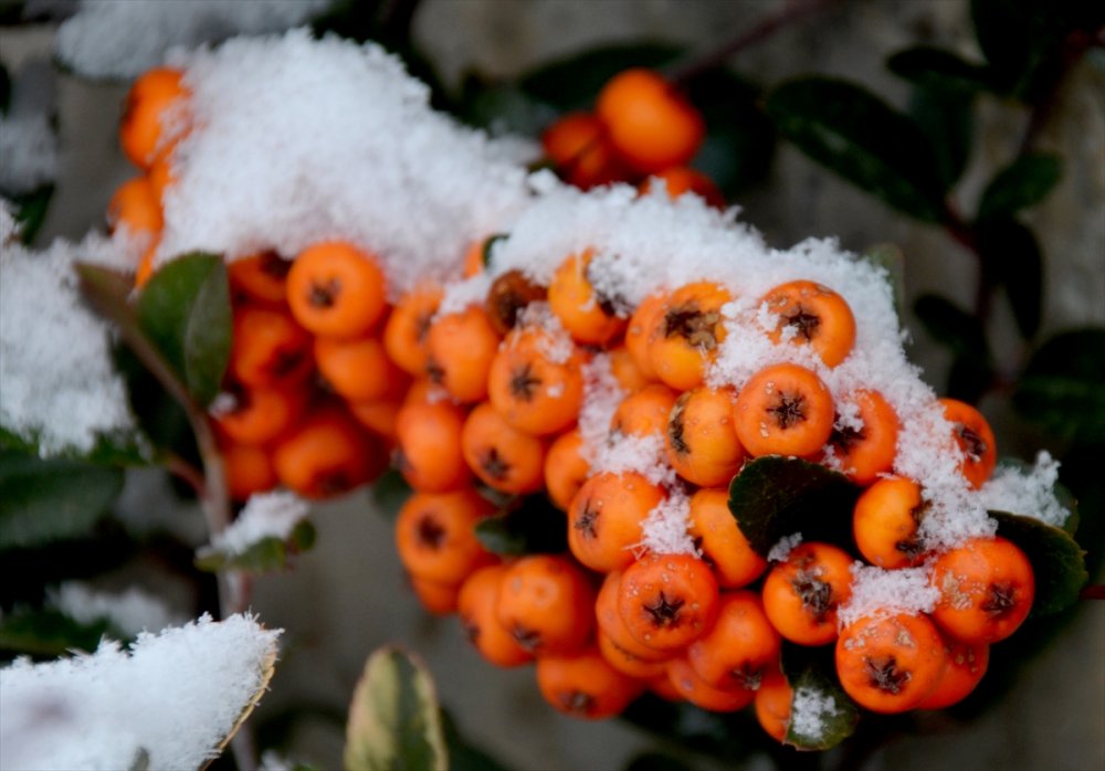 Kars'ın Sarıkamış ilçesi karla kaplandı