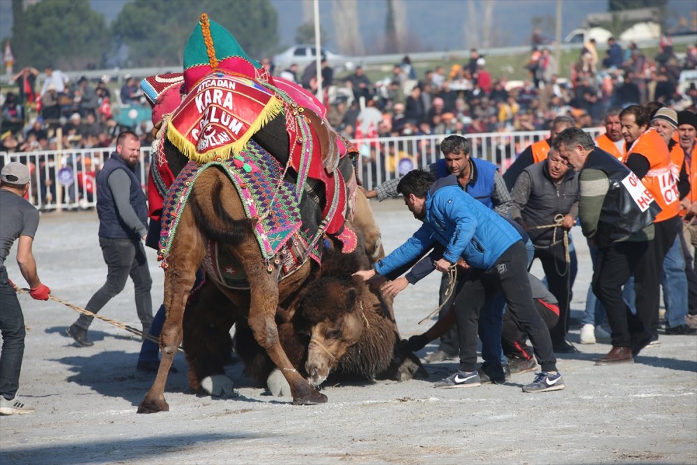 Aydın'da Deve Güreşi Festivali yapıldı