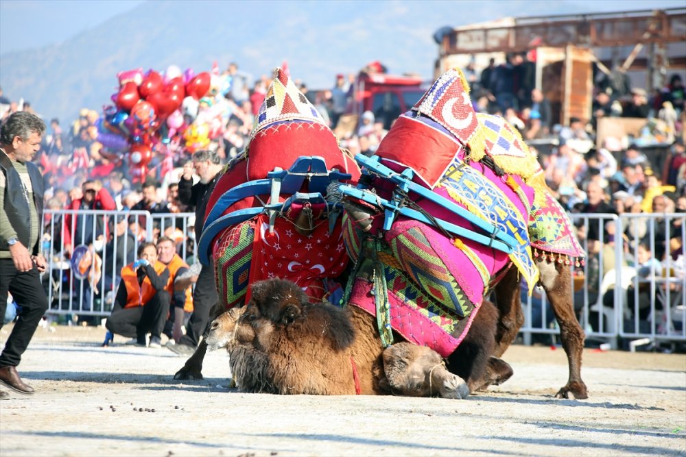 Aydın'da Deve Güreşi Festivali yapıldı