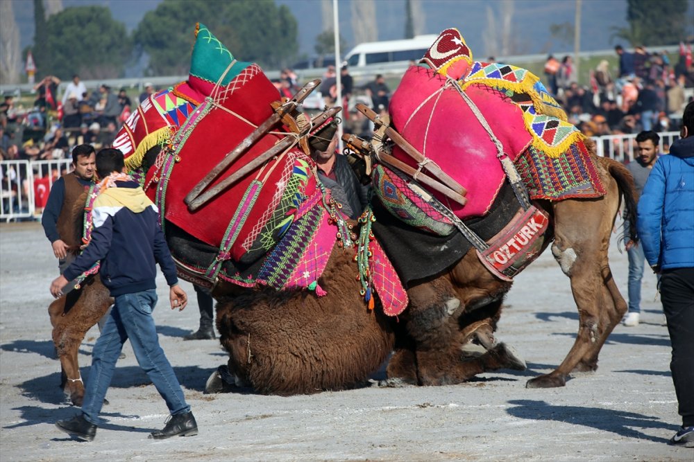 Aydın'da Deve Güreşi Festivali yapıldı