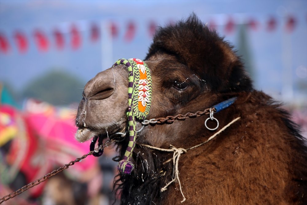 Aydın'da Deve Güreşi Festivali yapıldı