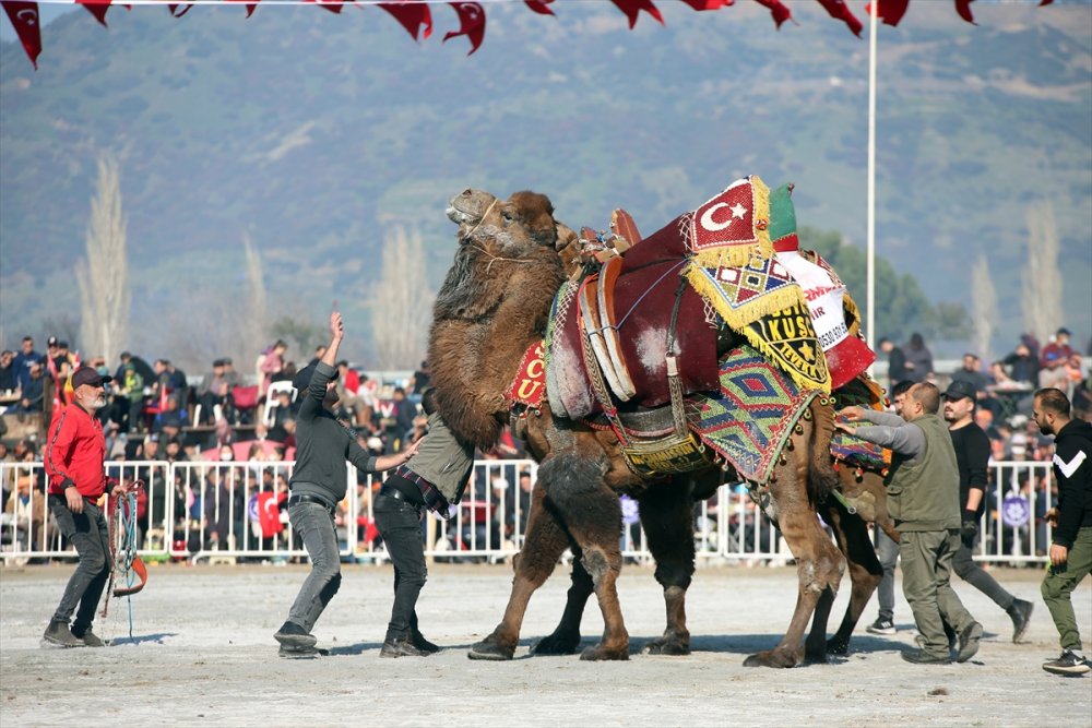 Aydın'da Deve Güreşi Festivali yapıldı