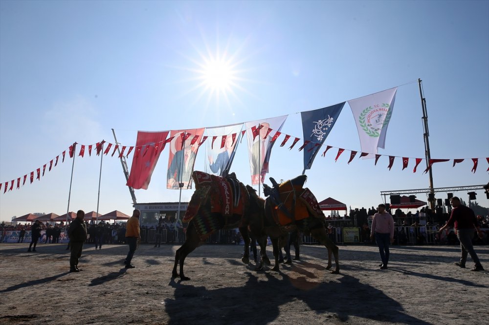 Aydın'da Deve Güreşi Festivali yapıldı