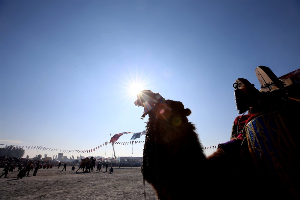 Aydın'da Deve Güreşi Festivali yapıldı