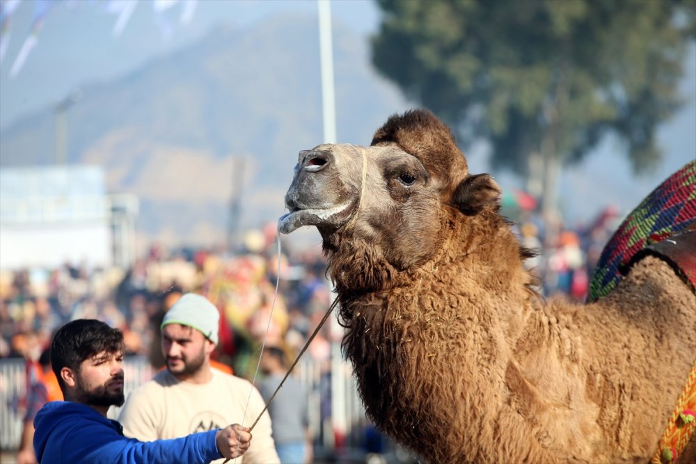 Aydın'da Deve Güreşi Festivali yapıldı