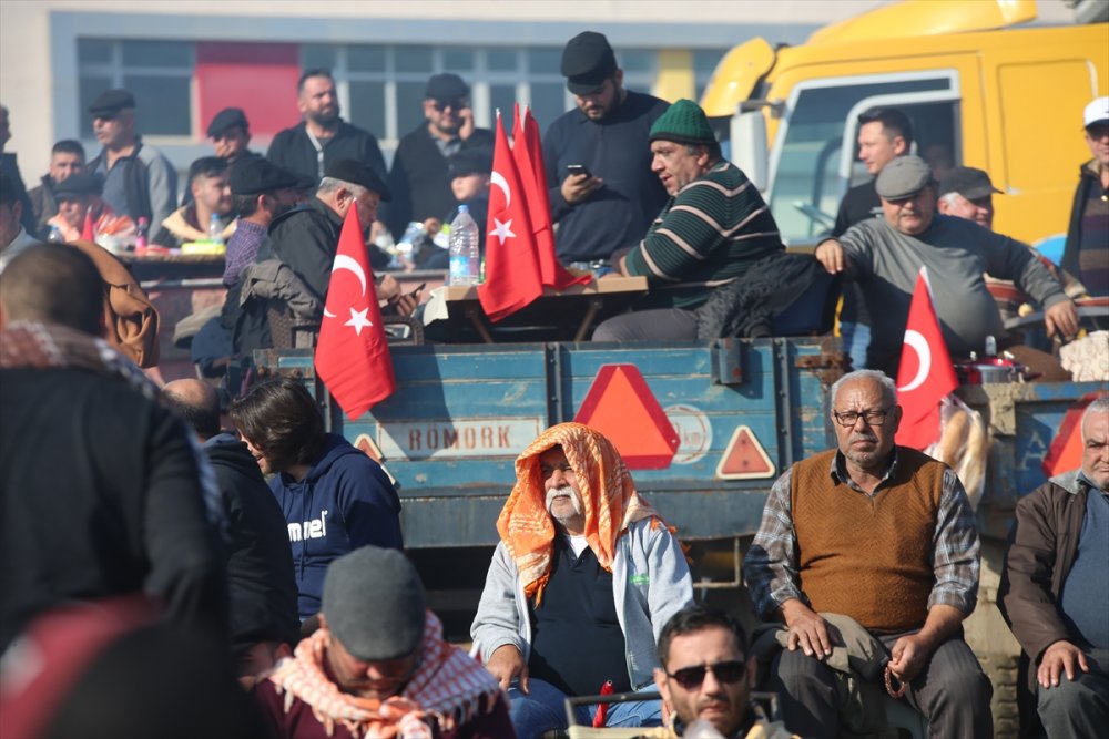 Aydın'da Deve Güreşi Festivali yapıldı