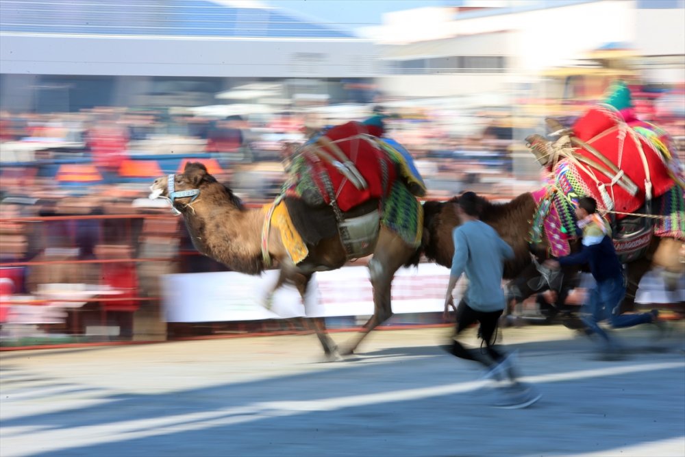 Aydın'da Deve Güreşi Festivali yapıldı