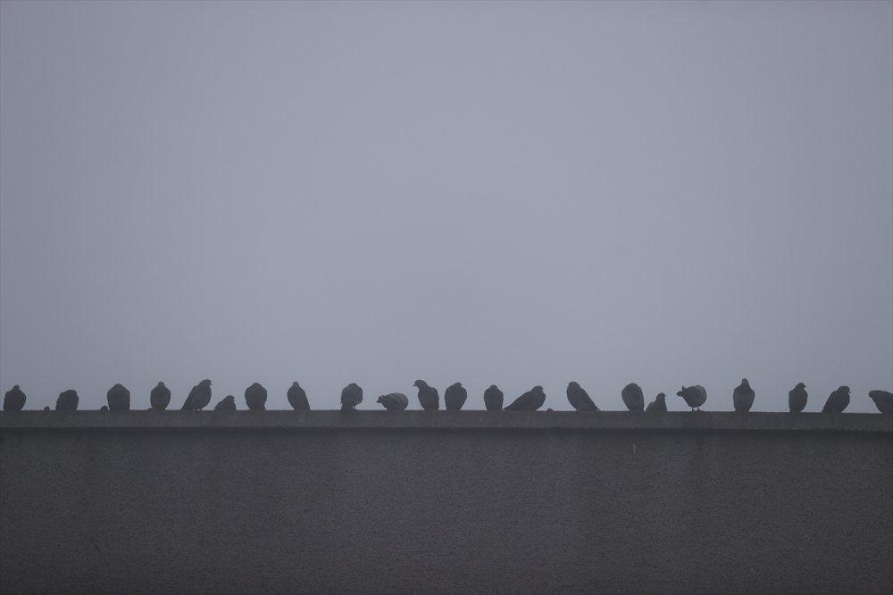 Edirne'de yoğun sis etkili oluyor