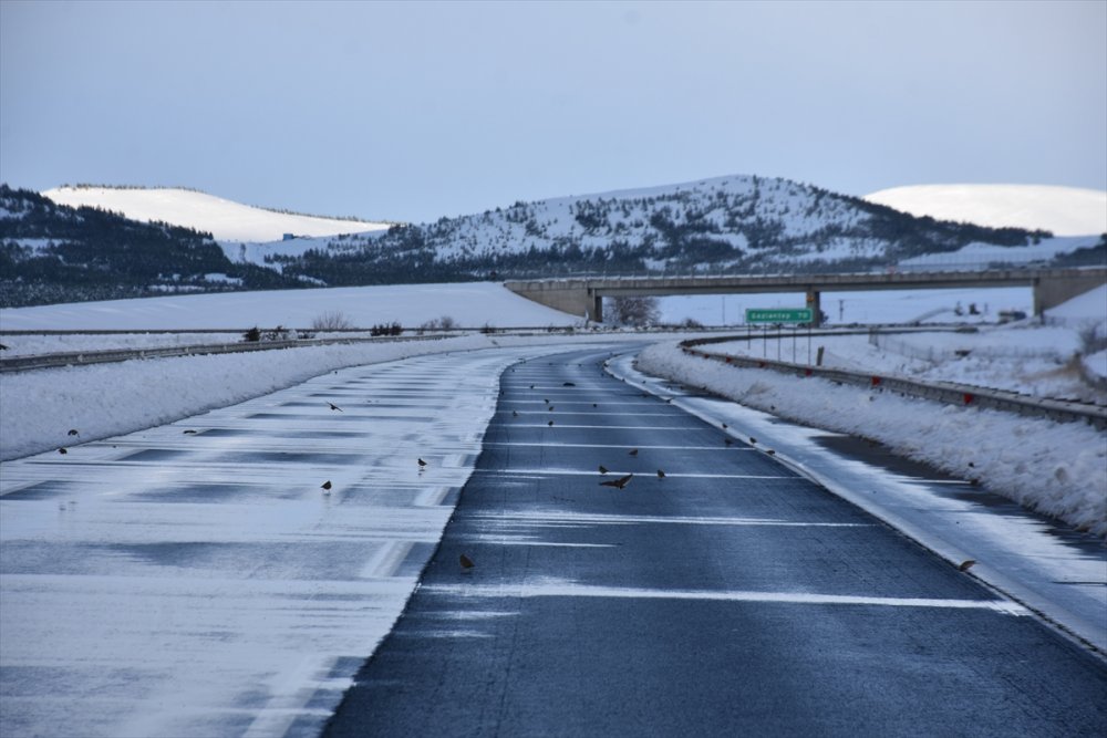 Gaziantep Büyükşehir Belediye Başkanı Şahin, sokak hayvanlarına yem bıraktı