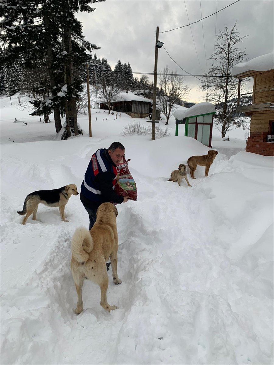 Gümüşhane'de yaylada yiyecek bulamayan köpeklerin imdadına jandarma koştu