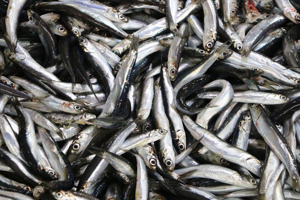 Tekirdağ'da hamsi tezgahların gözdesi oldu