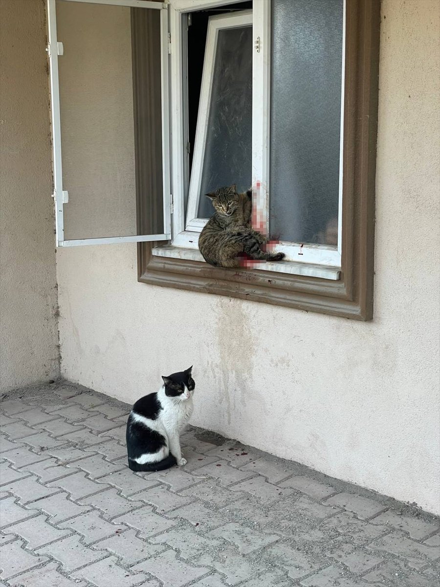 Kedi Kedinin Dostudur. İşte Serdivan’daki örneği
