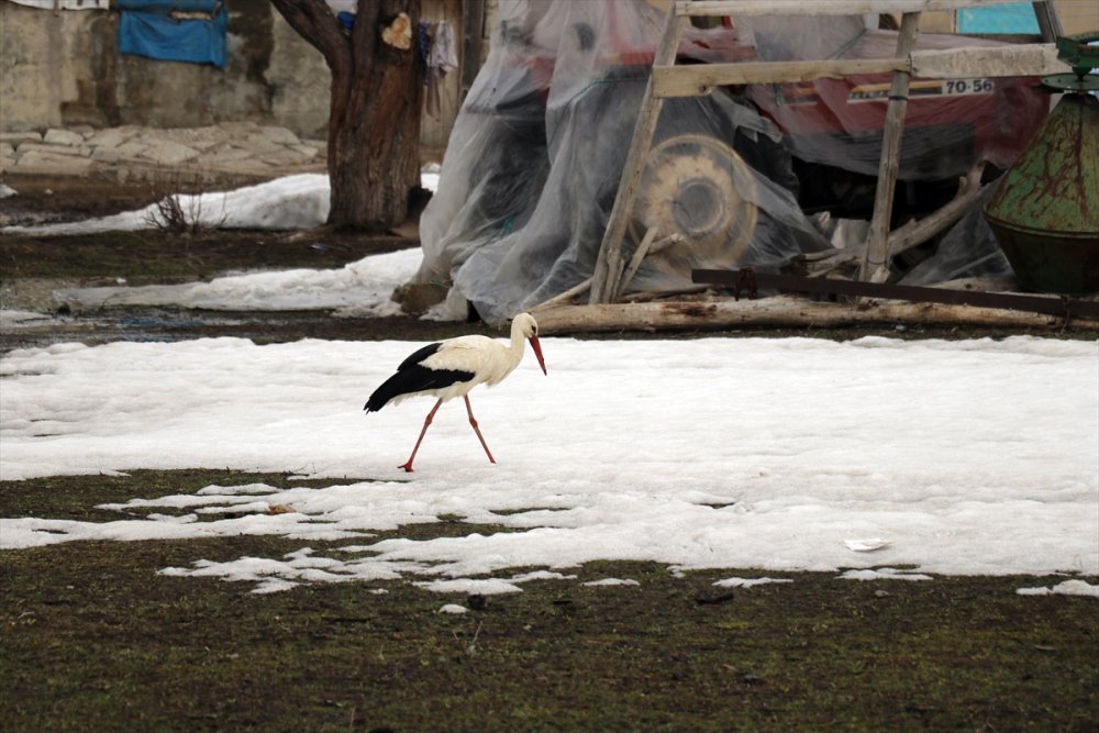 "Baharın müjdecisi" leylekler Ağrı'ya gelmeye başladı
