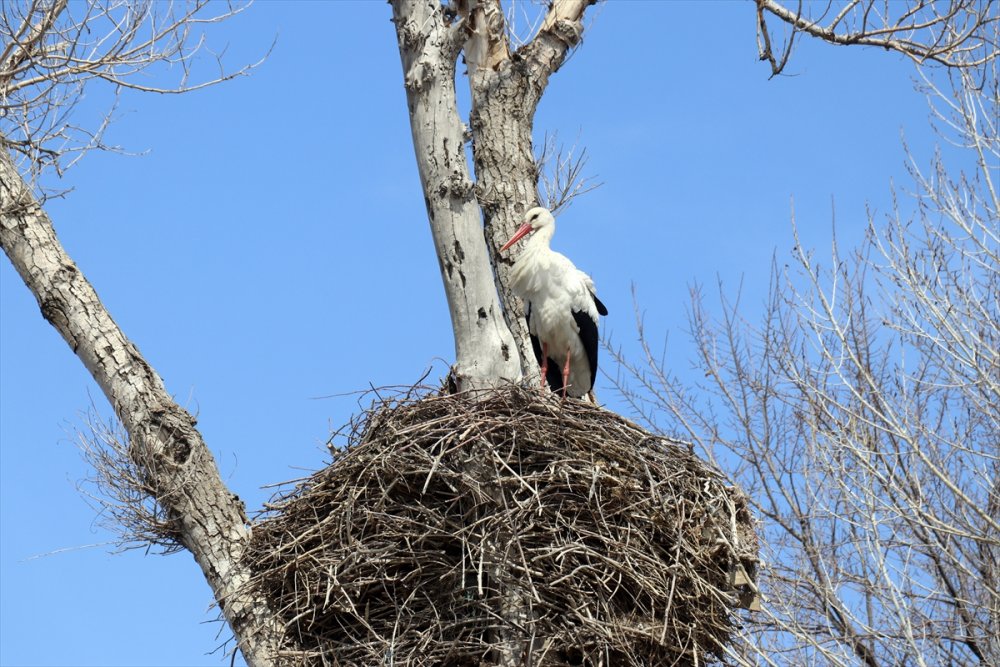 "Baharın müjdecisi" leylekler Ağrı'ya gelmeye başladı