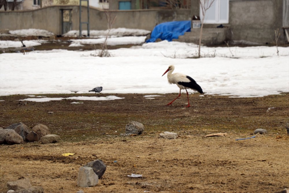 "Baharın müjdecisi" leylekler Ağrı'ya gelmeye başladı