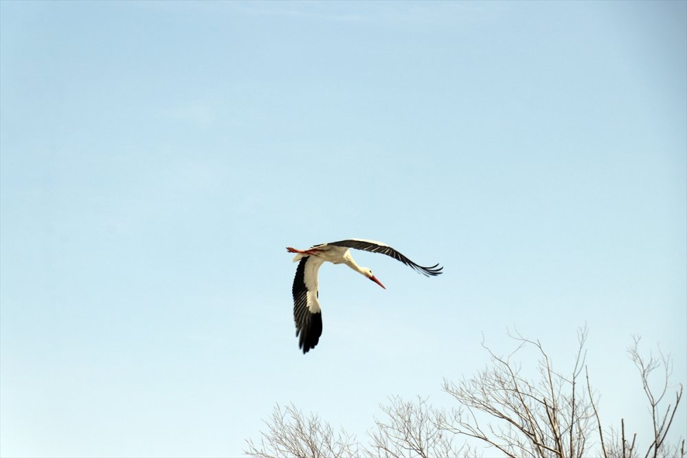 "Baharın müjdecisi" leylekler Ağrı'ya gelmeye başladı