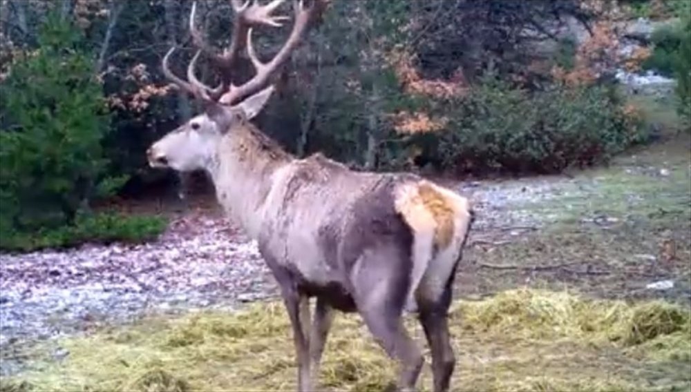 Denizli'de yaban hayvanları fotokapanla görüntülendi