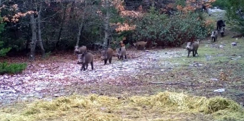 Denizli'de yaban hayvanları fotokapanla görüntülendi