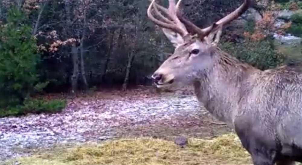 Denizli'de yaban hayvanları fotokapanla görüntülendi
