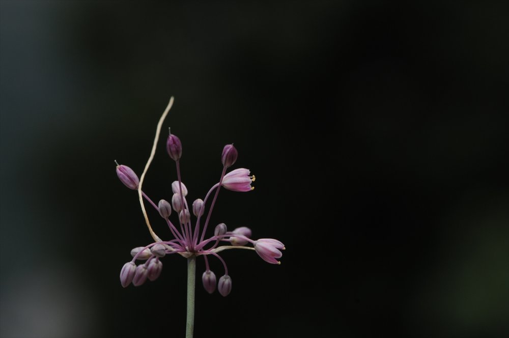 Yeni keşfedilen "İzmir Soğanı" ile Türkiye'deki soğan türü sayısı 214'e yükseldi
