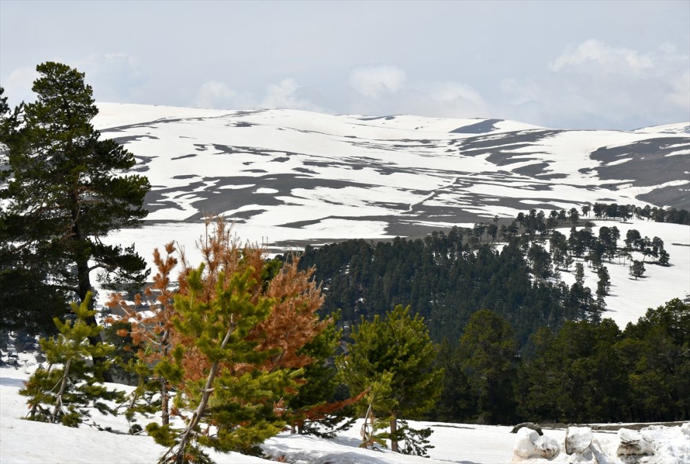 Sarıkamış'ın bir yanı kış bir yanı bahar