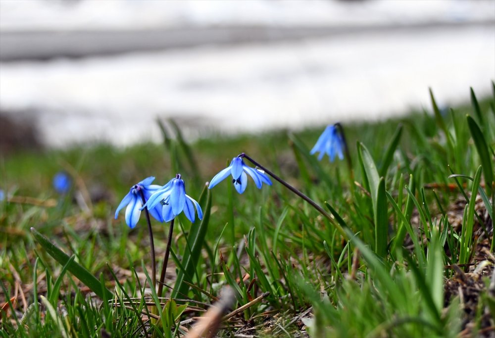 Sarıkamış'ın bir yanı kış bir yanı bahar