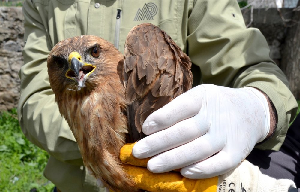 Kars’ta yaralı bulunan kızıl şahin tedaviye alındı