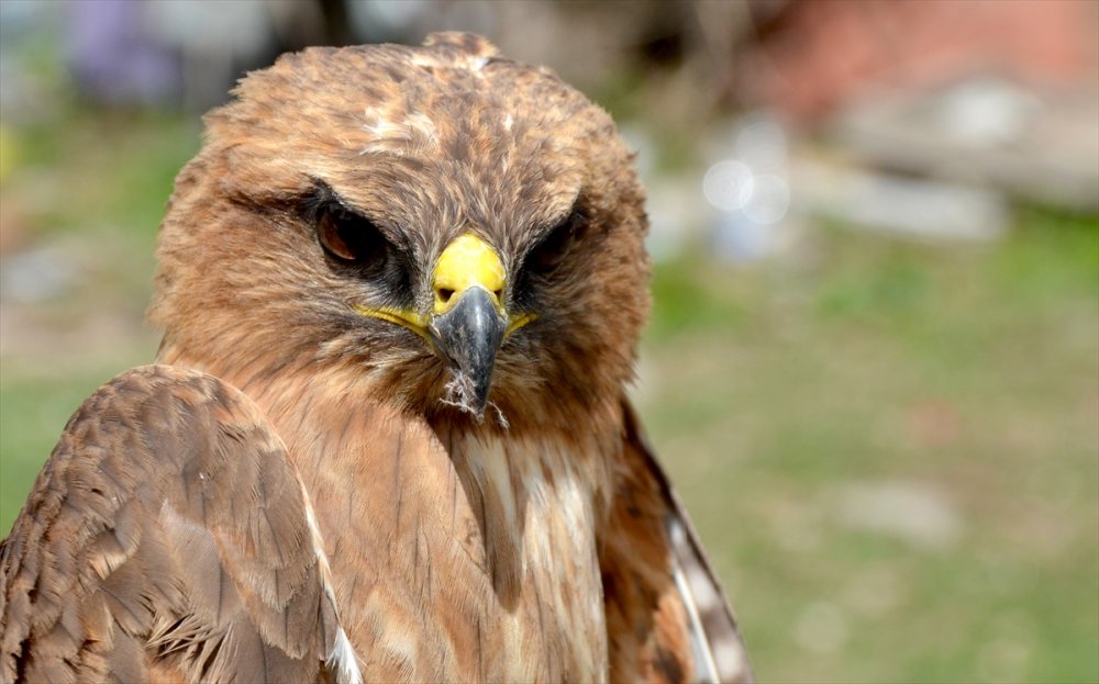 Kars’ta yaralı bulunan kızıl şahin tedaviye alındı