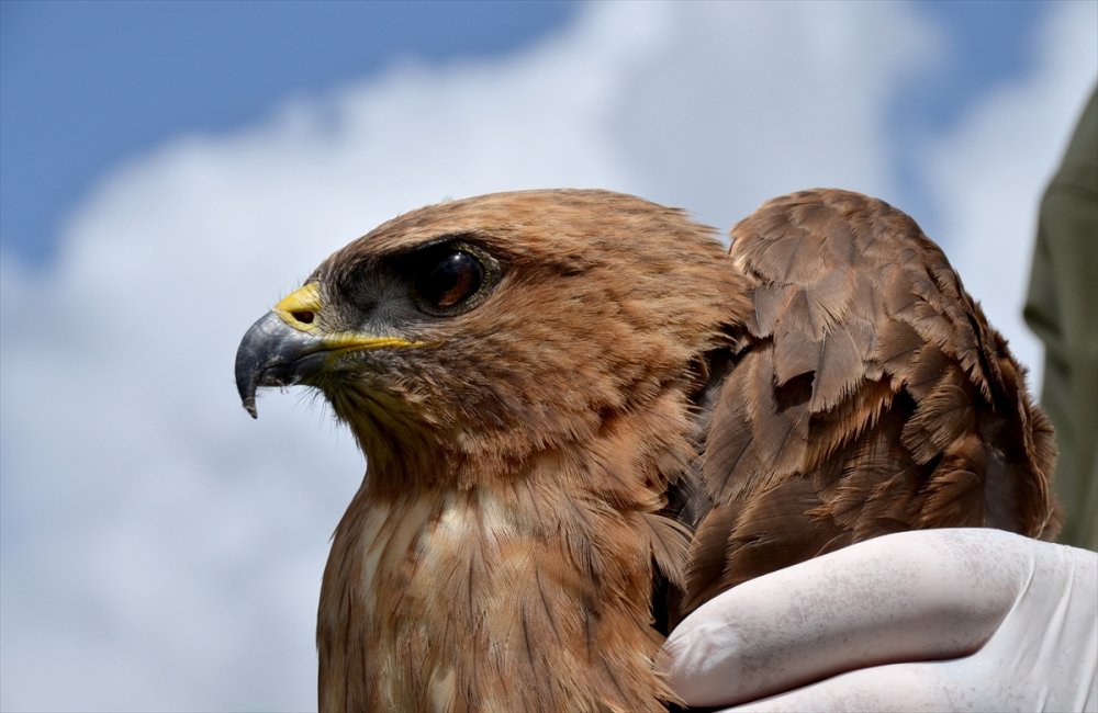Kars’ta yaralı bulunan kızıl şahin tedaviye alındı