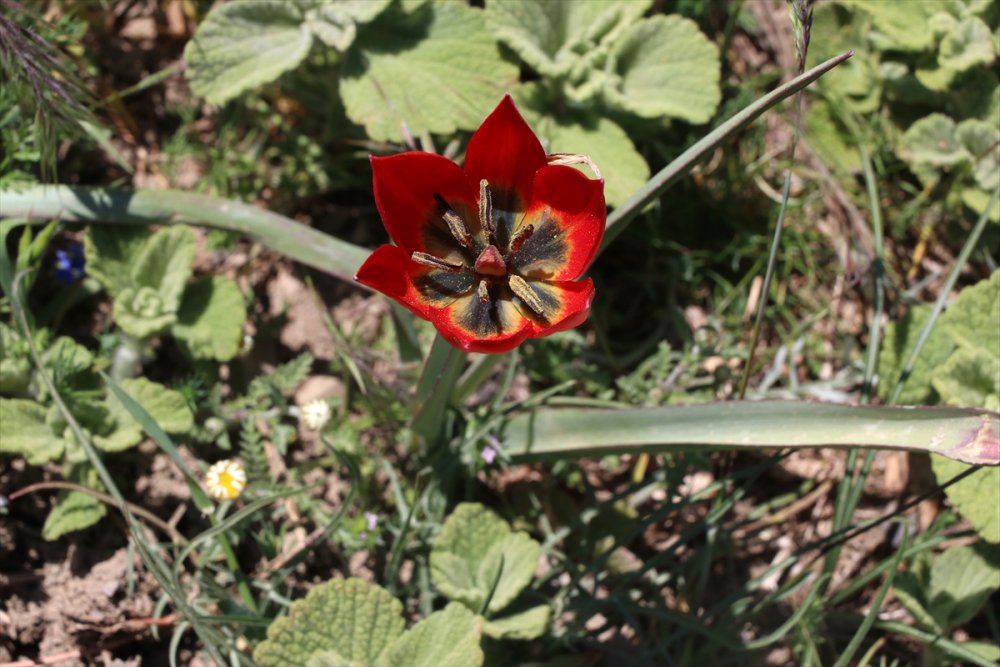 Yılda bir kez açan Manisa Lalesi için görsel etkinlik düzenlendi