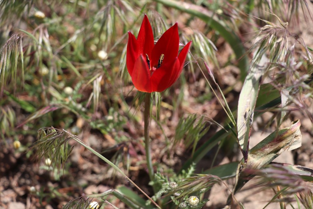 Yılda bir kez açan Manisa Lalesi için görsel etkinlik düzenlendi