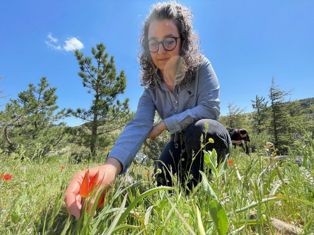 Yılda bir kez açan Manisa Lalesi için görsel etkinlik düzenlendi